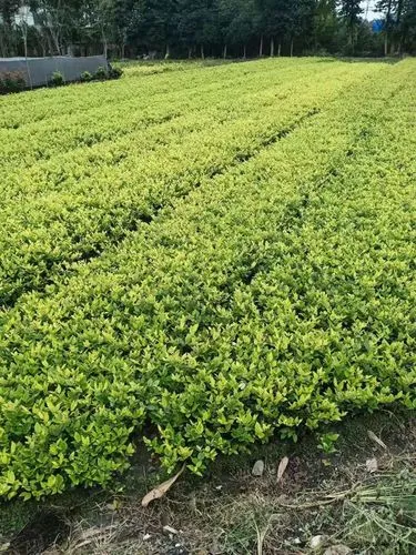 網(wǎng)球拍底膠最薄多厚的
